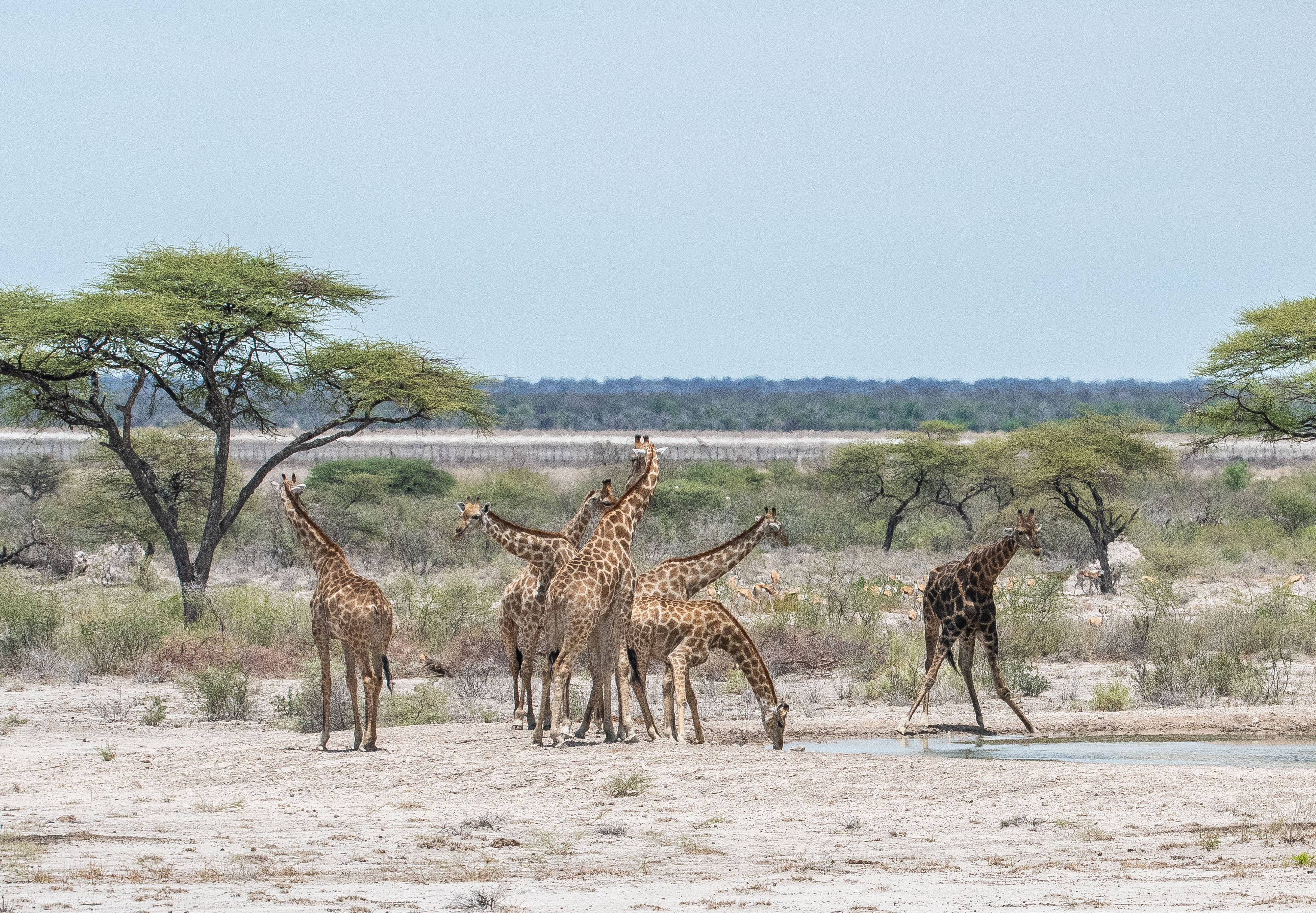 Girafes d'Angola (Angolan ou Namibian giraffes, Giraffa cameleopardis angolensis), point d'eau de l'hotel Onguma The Fort, Onguma Nature Reserve, Etosha, Namibie.